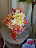 Plumeria Flower Mixed Assortment- Available Late March- Early September