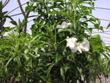 Bridal's Bouquet (Plumeria pudica)
