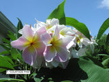 Courtade Pink - Huge flower! Sweet Scent!