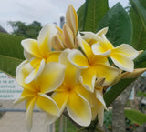 Celadine