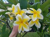 Celadine