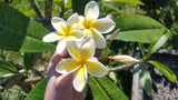 Celadine