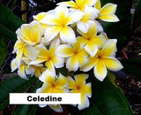 Celadine