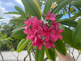 Cerise