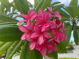 Cerise