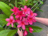 Cerise