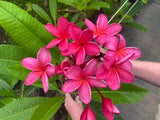 Cerise