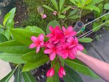 Cerise
