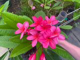 Cerise