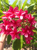 Cerise