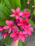 Cerise
