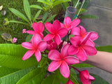 Cerise