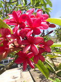 Cerise