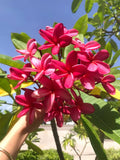 Cerise