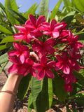 Cerise