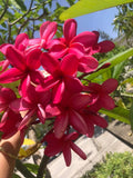 Cerise
