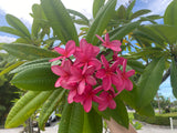 Cerise