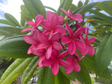 Cerise