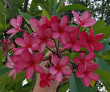 Cinnamark- Cool Pink