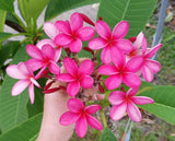 Cinnamark- Cool Pink