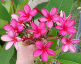 Cinnamark- Cool Pink