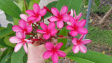 Cinnamark- Cool Pink