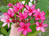 Cinnamark- Cool Pink