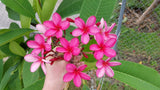 Cinnamark- Cool Pink