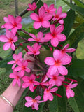 Cinnamark- Cool Pink