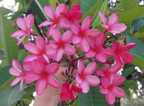 Cinnamark- Cool Pink