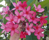 Cinnamark- Cool Pink