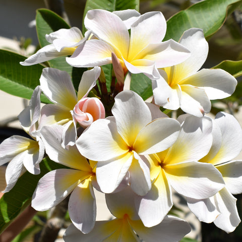 Courtade Blush