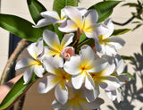 Courtade Blush