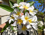 Courtade Blush