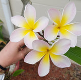 Courtade Blush