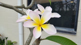 Courtade Blush