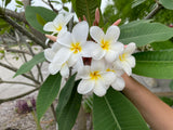 Daisy Wilcox - Sweet & Spicy Fragrance