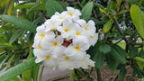 Daisy Wilcox - Sweet & Spicy Fragrance
