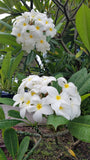 Daisy Wilcox - Sweet & Spicy Fragrance