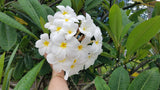 Daisy Wilcox - Sweet & Spicy Fragrance