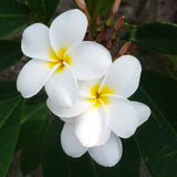 Daisy Wilcox - Sweet & Spicy Fragrance
