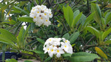 Daisy Wilcox - Sweet & Spicy Fragrance