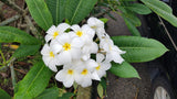 Daisy Wilcox - Sweet & Spicy Fragrance