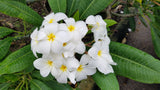 Daisy Wilcox - Sweet & Spicy Fragrance