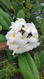 Daisy Wilcox - Sweet & Spicy Fragrance