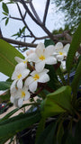 Daisy Wilcox - Sweet & Spicy Fragrance