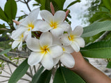 Daisy Wilcox - Sweet & Spicy Fragrance