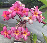 Faded Duke blooms in winter