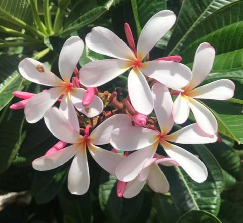 Dwarf Singapore Pink