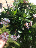 Dwarf Singapore Pink